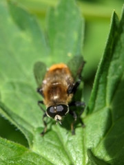 Merodon equestris