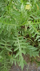 Tanacetum vulgare