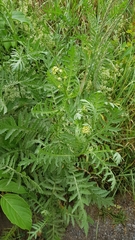 Tanacetum vulgare