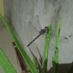 Bradinopyga geminata