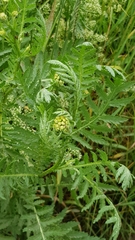 Tanacetum vulgare