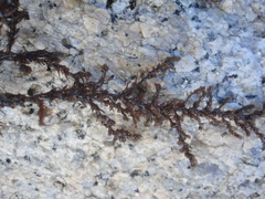Neorhodomela