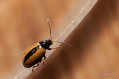 Phyllotreta armoraciae