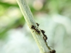 Lasius