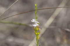 Westringia tenuicaulis
