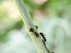 Lasius