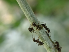 Lasius
