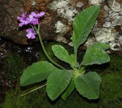 Primula latifolia