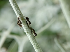 Lasius