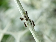 Lasius
