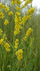 Verbascum lychnitis