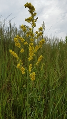 Verbascum lychnitis
