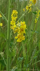Verbascum lychnitis