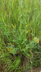 Verbascum lychnitis