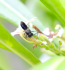 Megachile disjunctiformis