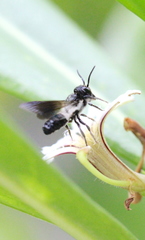 Megachile disjunctiformis