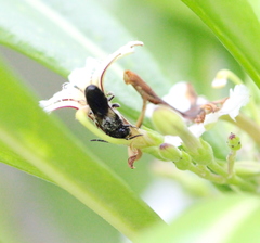 Megachile disjunctiformis