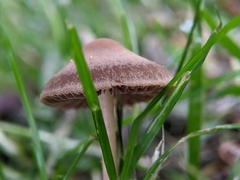 Panaeolus foenisecii