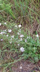 Cichorium intybus