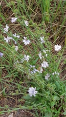 Cichorium intybus