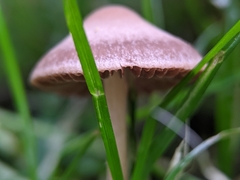 Panaeolus foenisecii