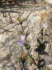 Dyschoriste rogersii