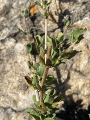 Dyschoriste rogersii