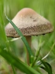 Panaeolus foenisecii