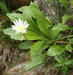 Aster bellidiastrum