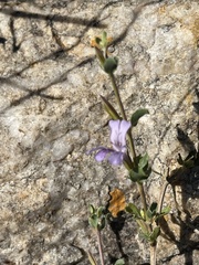 Dyschoriste rogersii