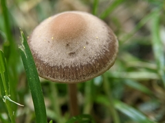 Panaeolus foenisecii