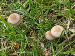 Panaeolus foenisecii