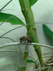 Apis mellifera