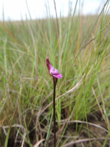 Disperis breviloba image