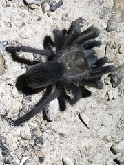 Aphonopelma gabeli