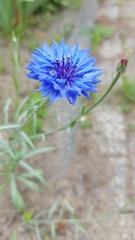 Centaurea cyanus
