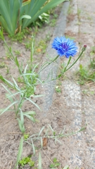 Centaurea cyanus