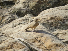 Ammomanes deserti