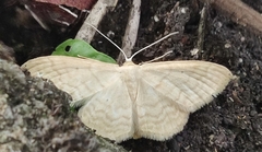 Idaea ossiculata