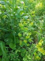 Euphorbia jenisseiensis