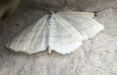 Scopula quadrilineata
