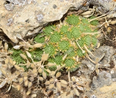 Draba hispanica