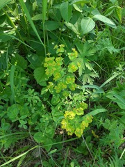 Euphorbia jenisseiensis