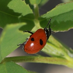 Coccinella quinquepunctata