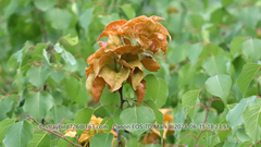 Polystigma deformans