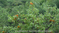 Polystigma deformans