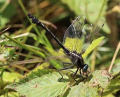 Gomphurus septima delawarensis