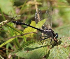 Gomphurus septima delawarensis