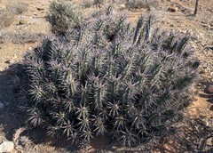 Euphorbia ferox