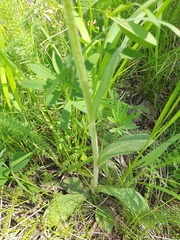 Tephroseris porphyrantha